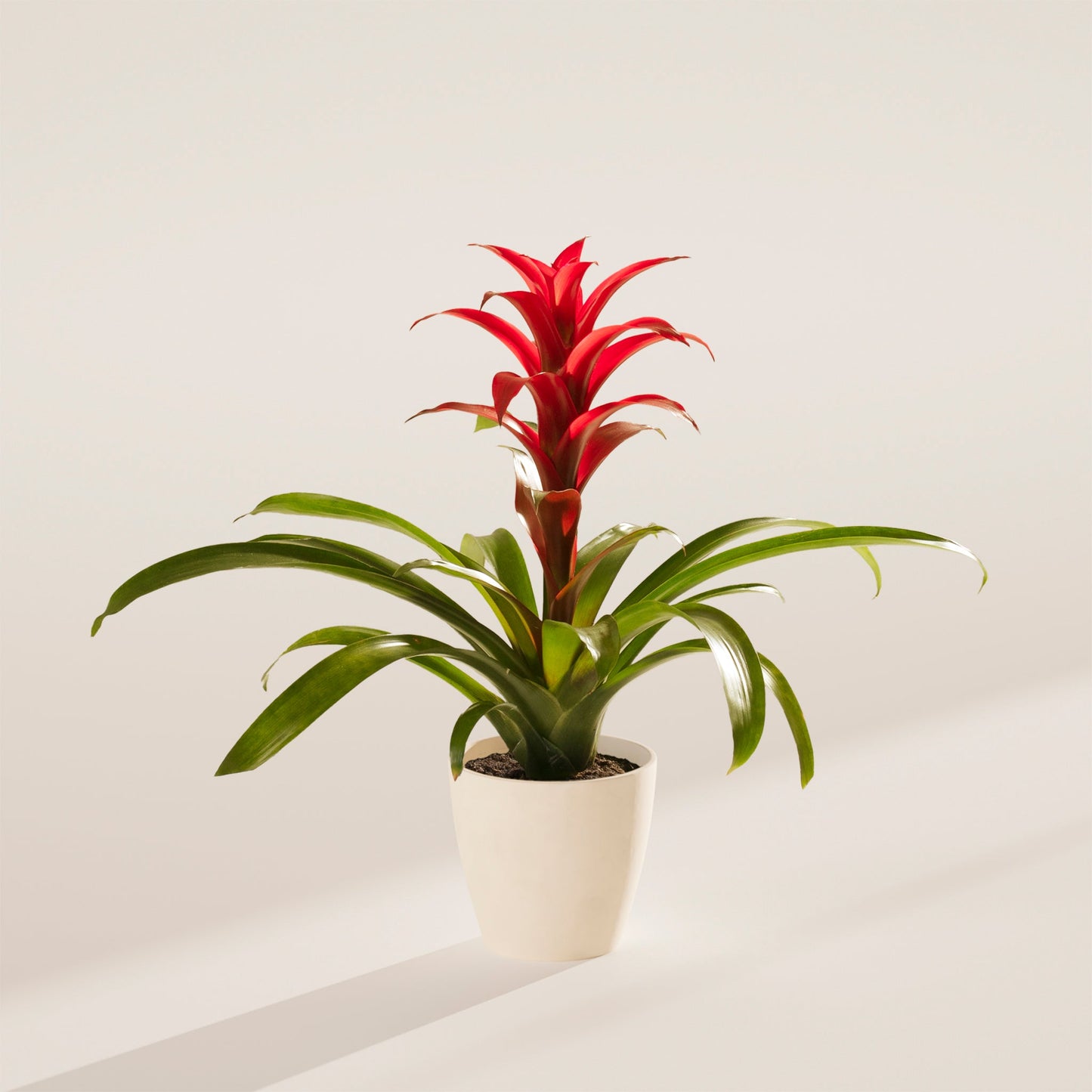 Bromeliad Guzmania