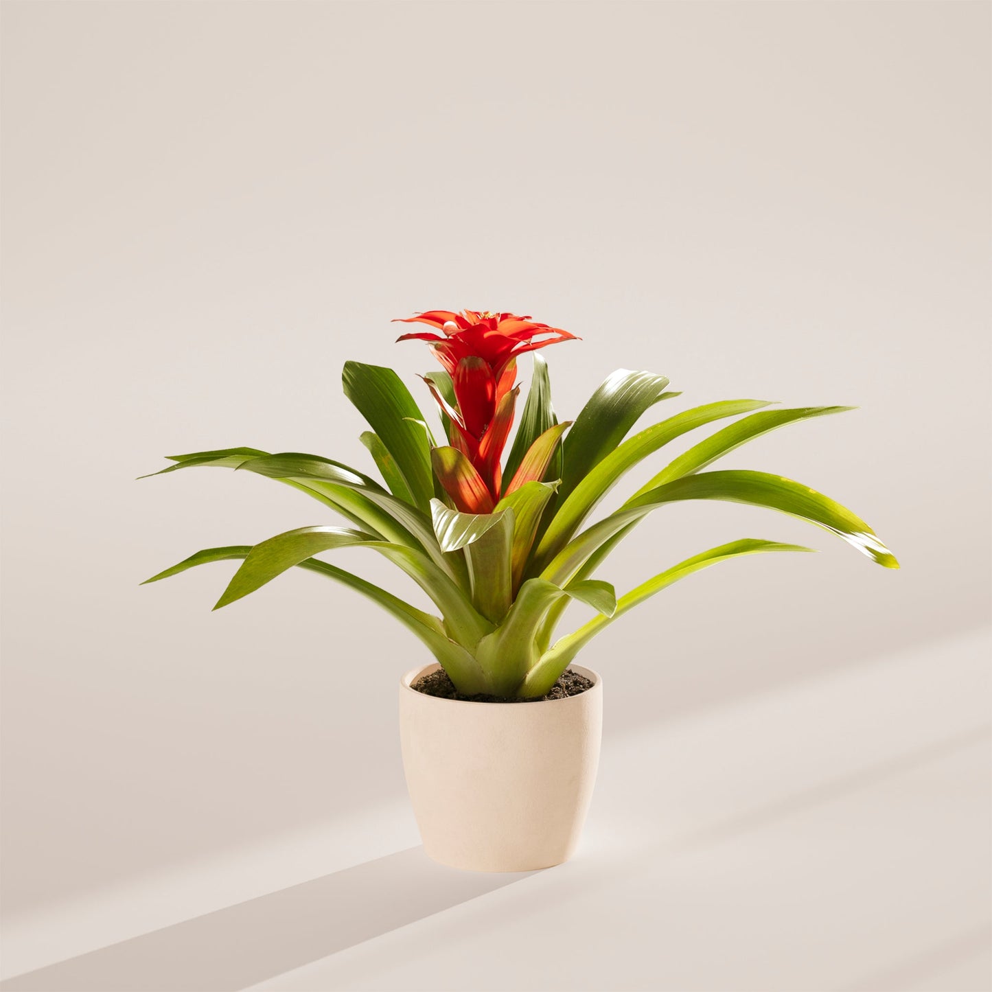 Bromeliad Guzmania