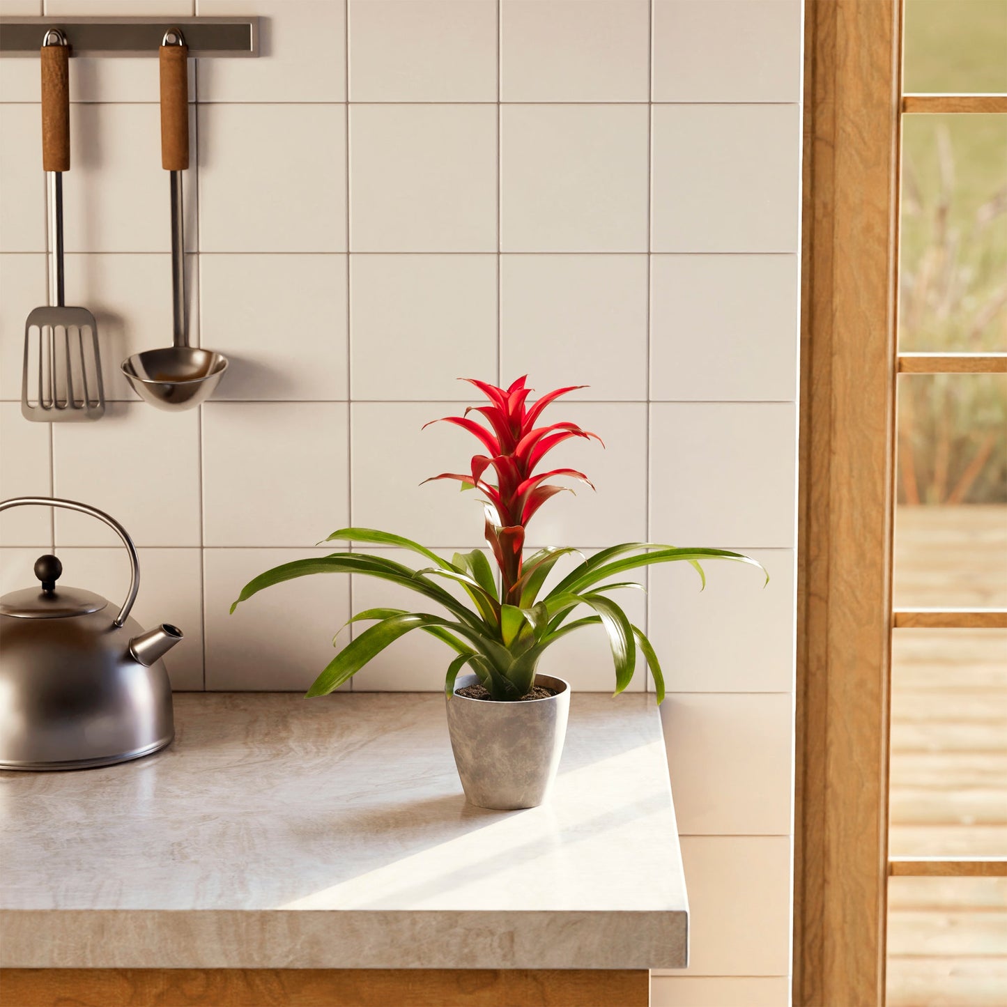Bromeliad Guzmania