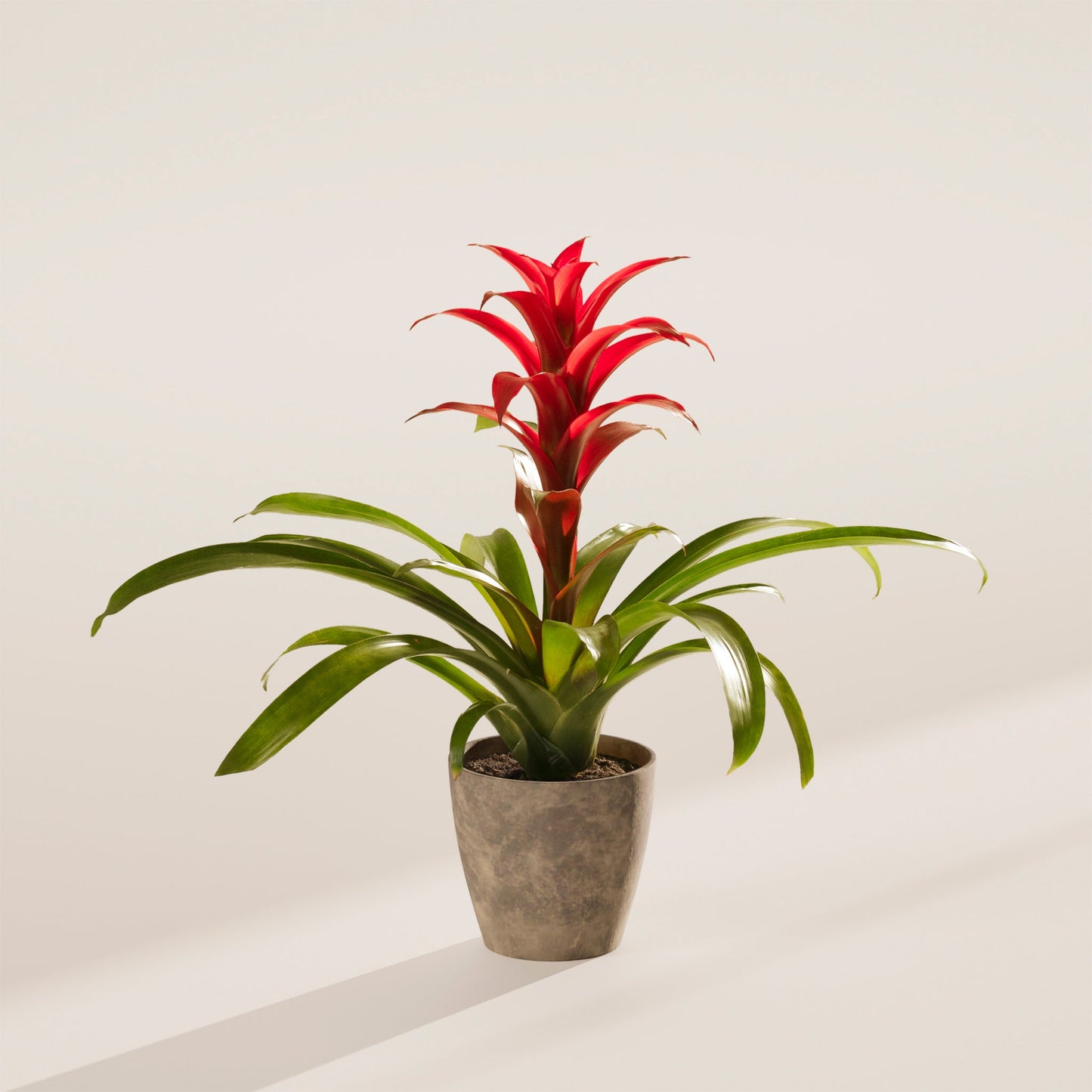 Bromeliad Guzmania