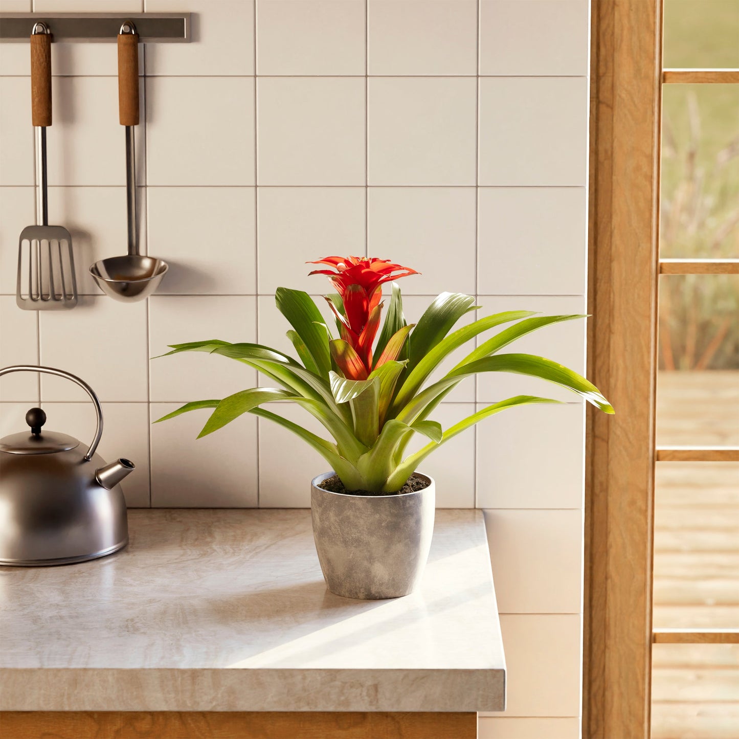 Bromeliad Guzmania