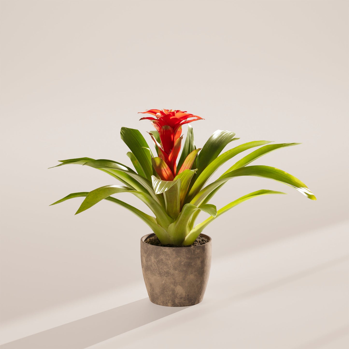 Bromeliad Guzmania