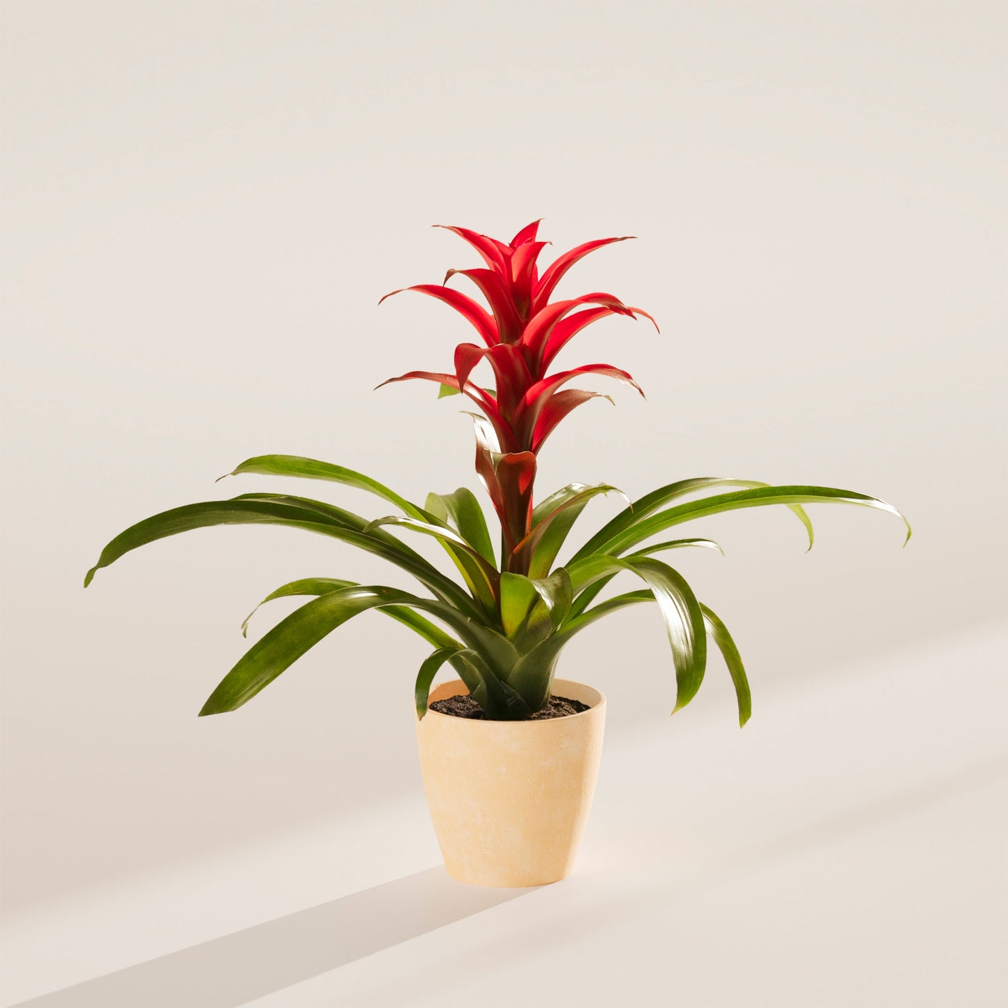 Bromeliad Guzmania