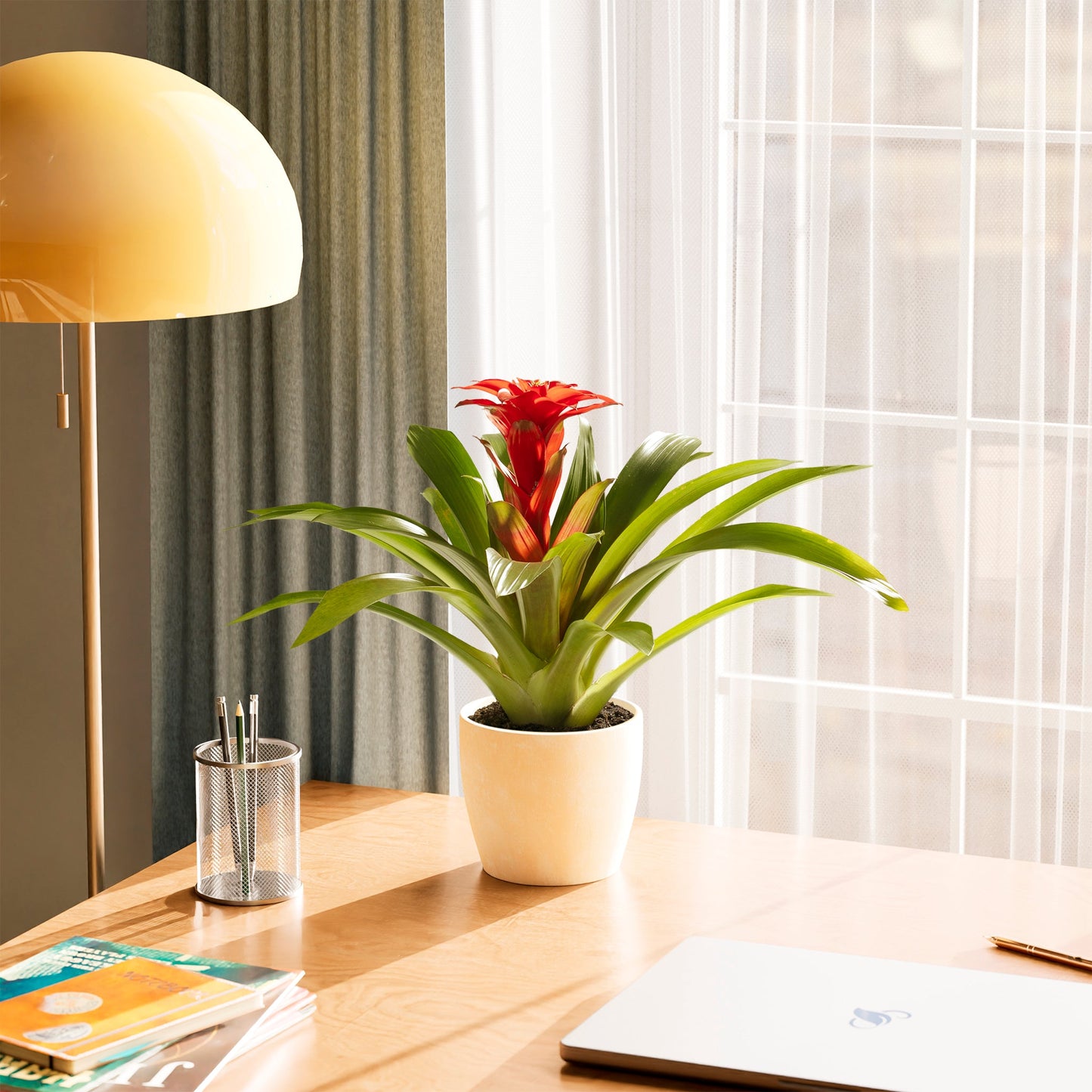 Bromeliad Guzmania