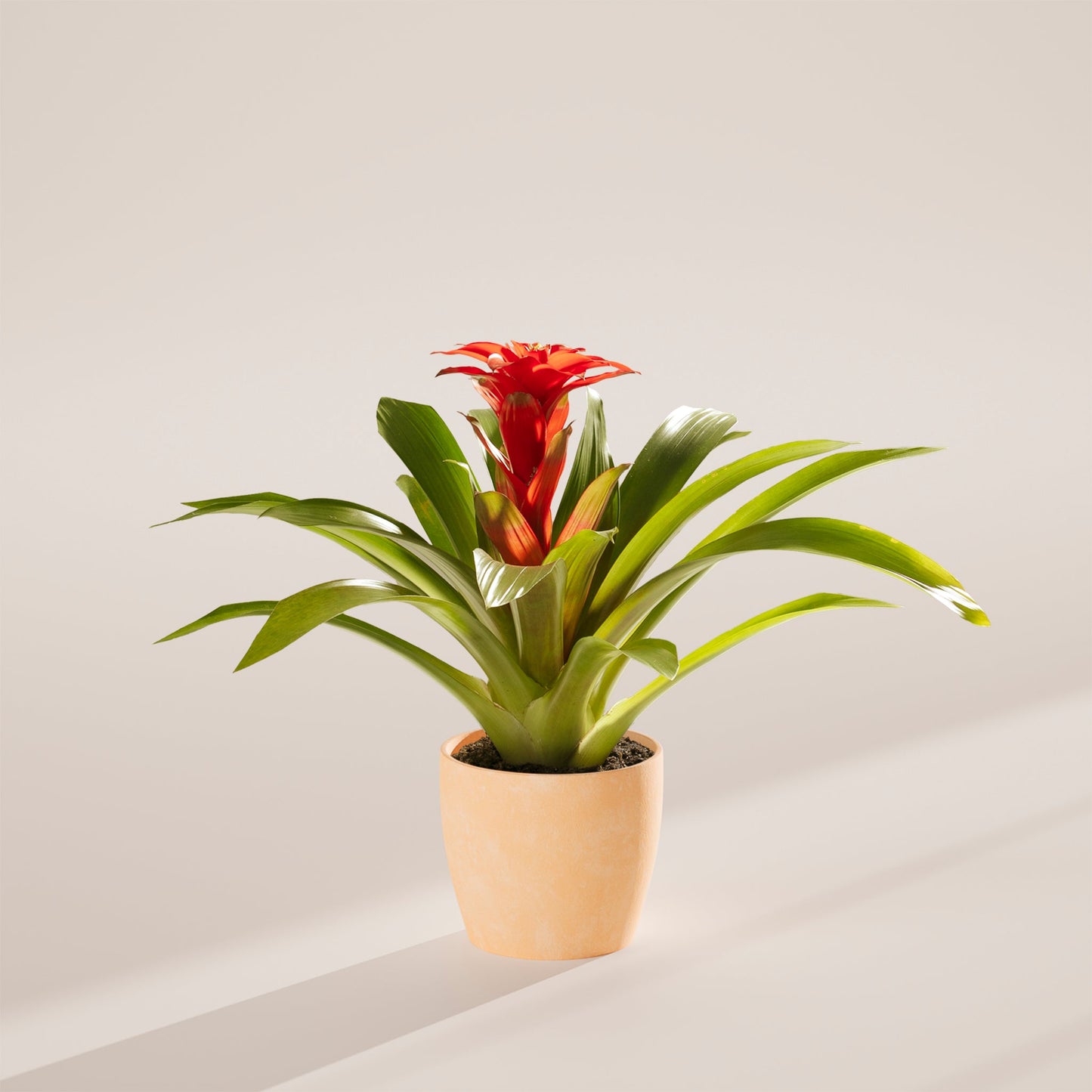 Bromeliad Guzmania