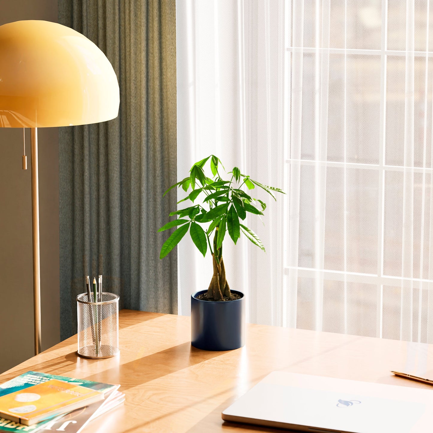 Money Tree Plant