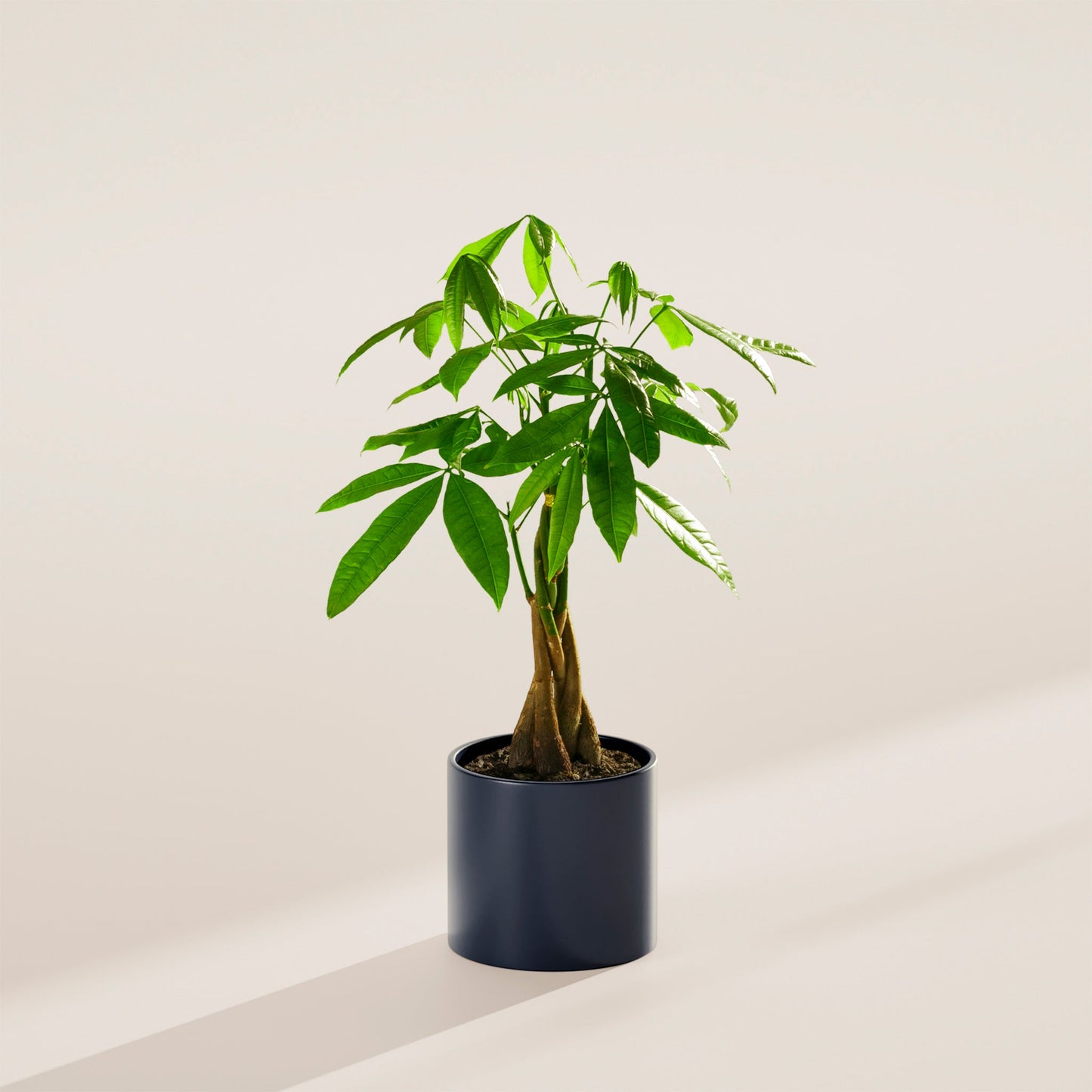 Money Tree Plant