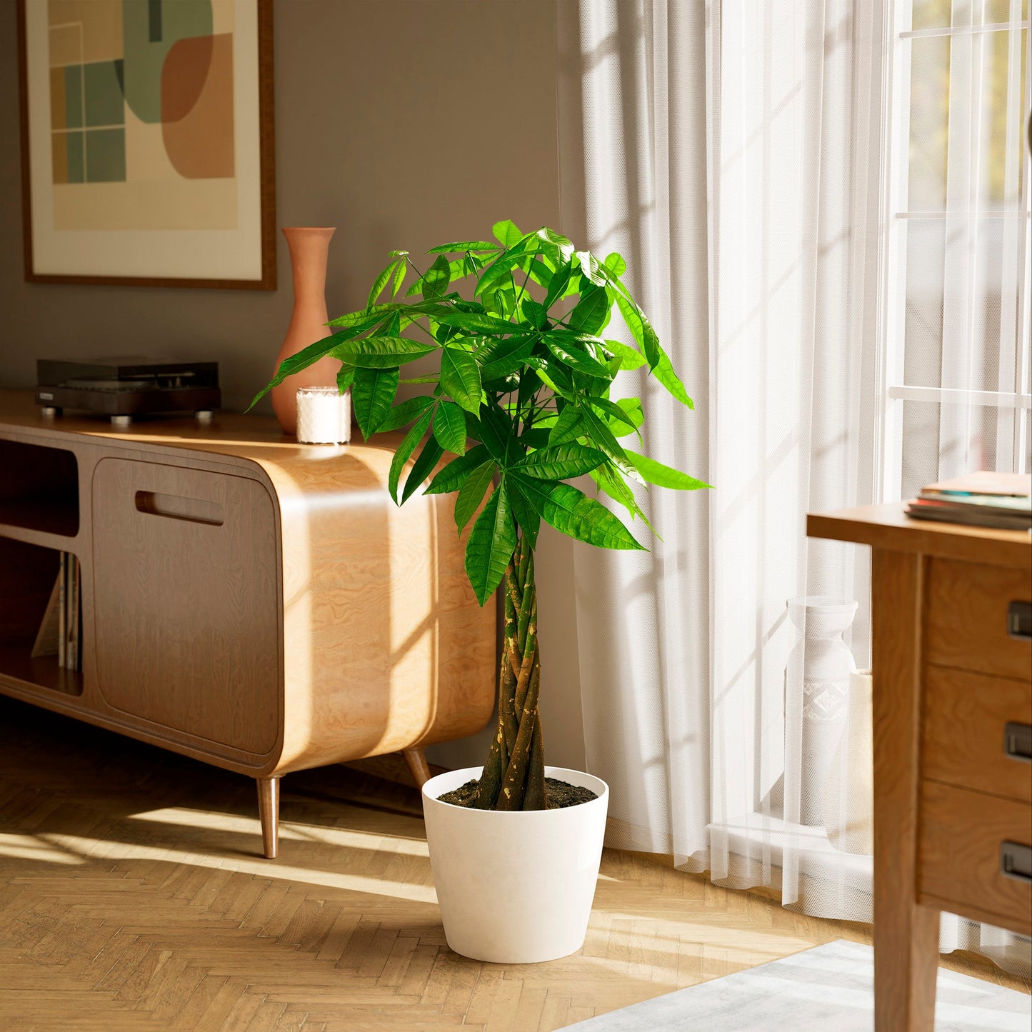 Money Tree Plant