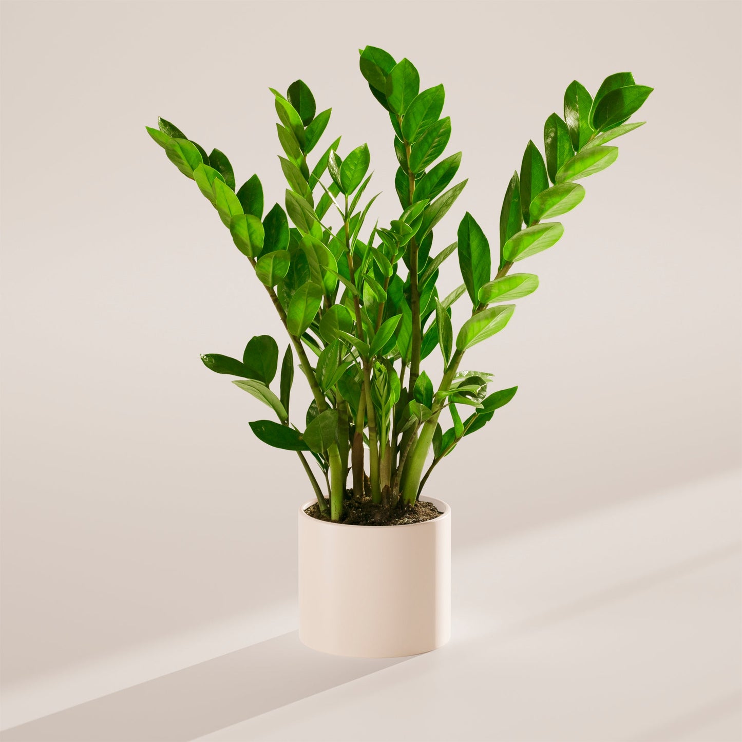 ZZ Plant