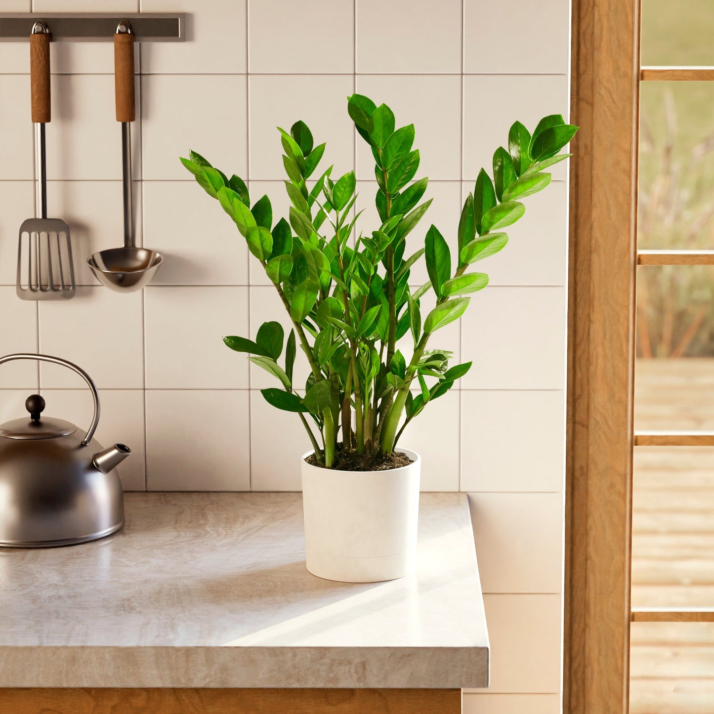 ZZ Plant