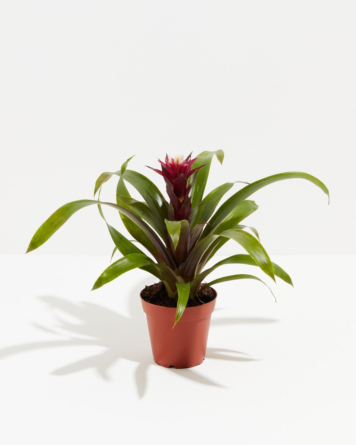 Tropical Delight Guzmania Bromeliad, Lively Root, Plant, , , , 