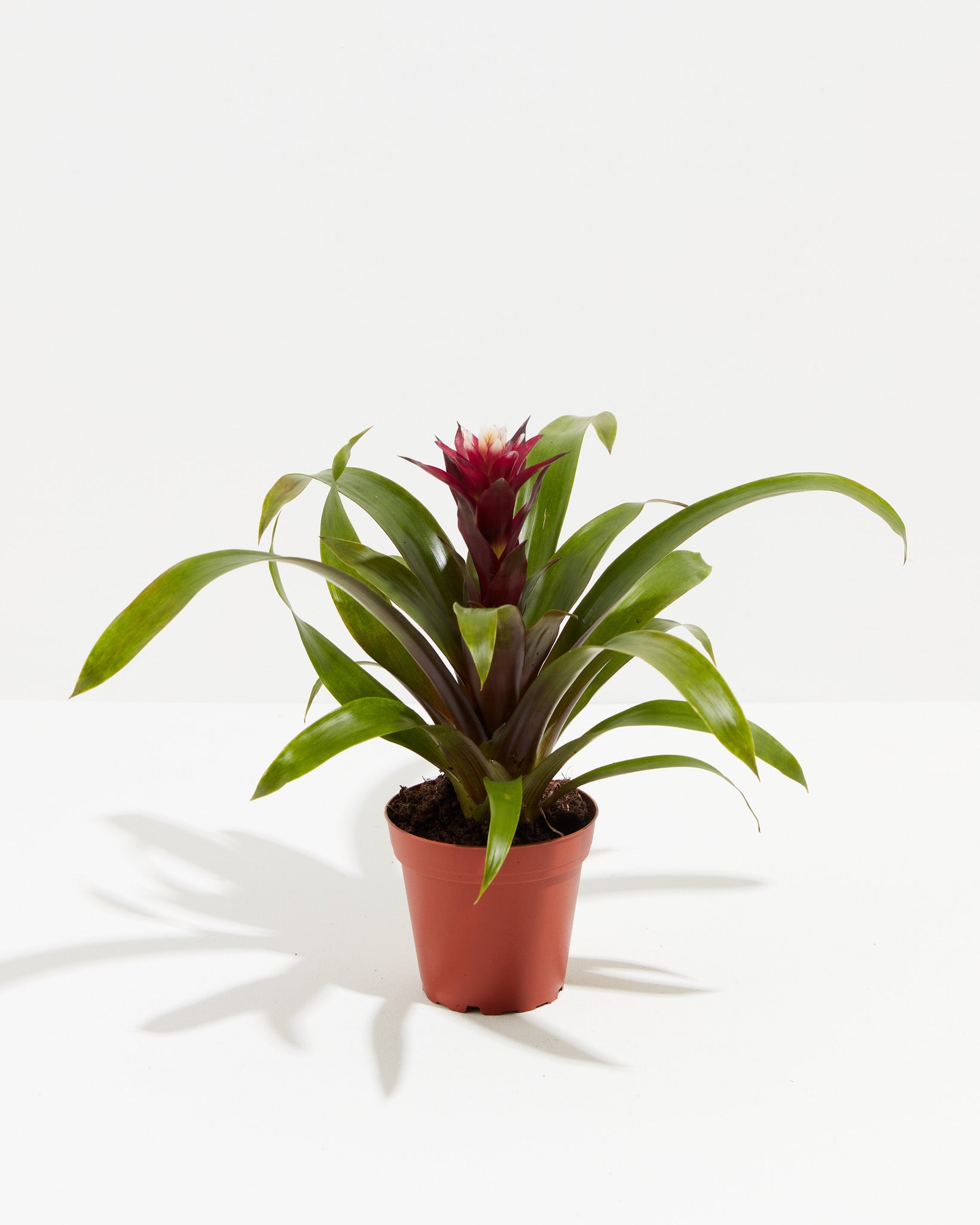 Tropical Delight Guzmania Bromeliad, Lively Root, Plant, , , , 