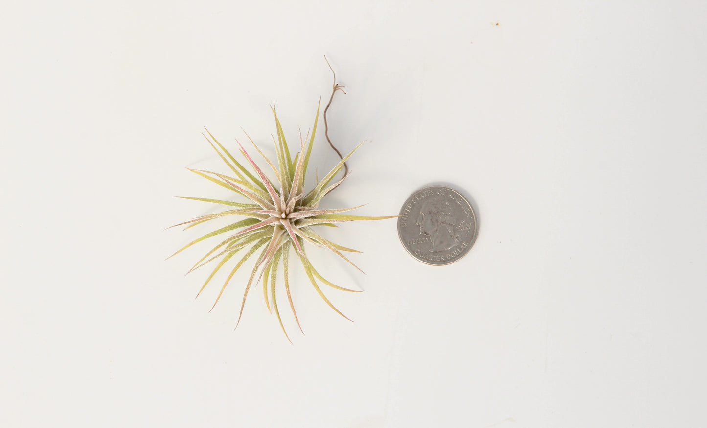 Small Amethyst with Tillandsias