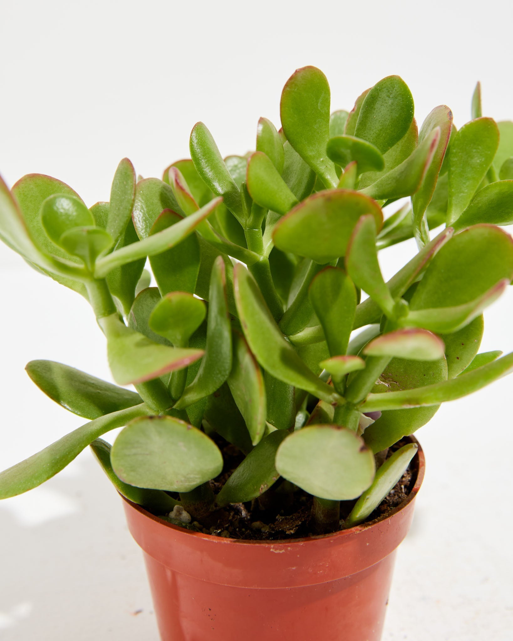 Jade, Lively Root, Plant, , , , 