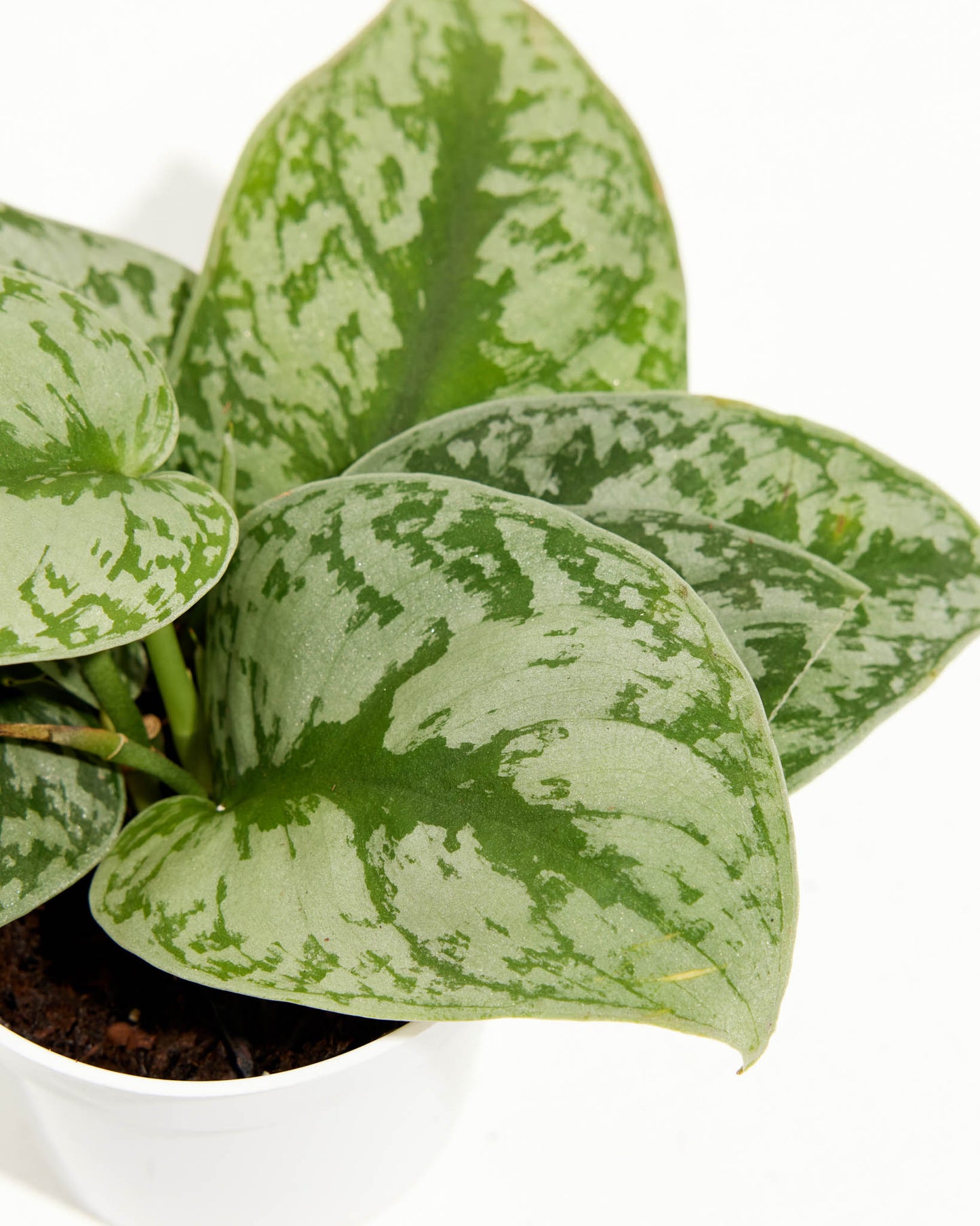 Silver Satin Pothos