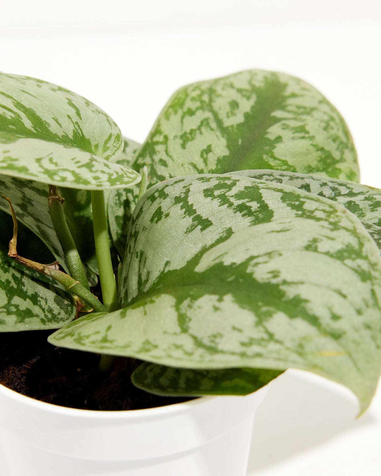 Silver Satin Pothos