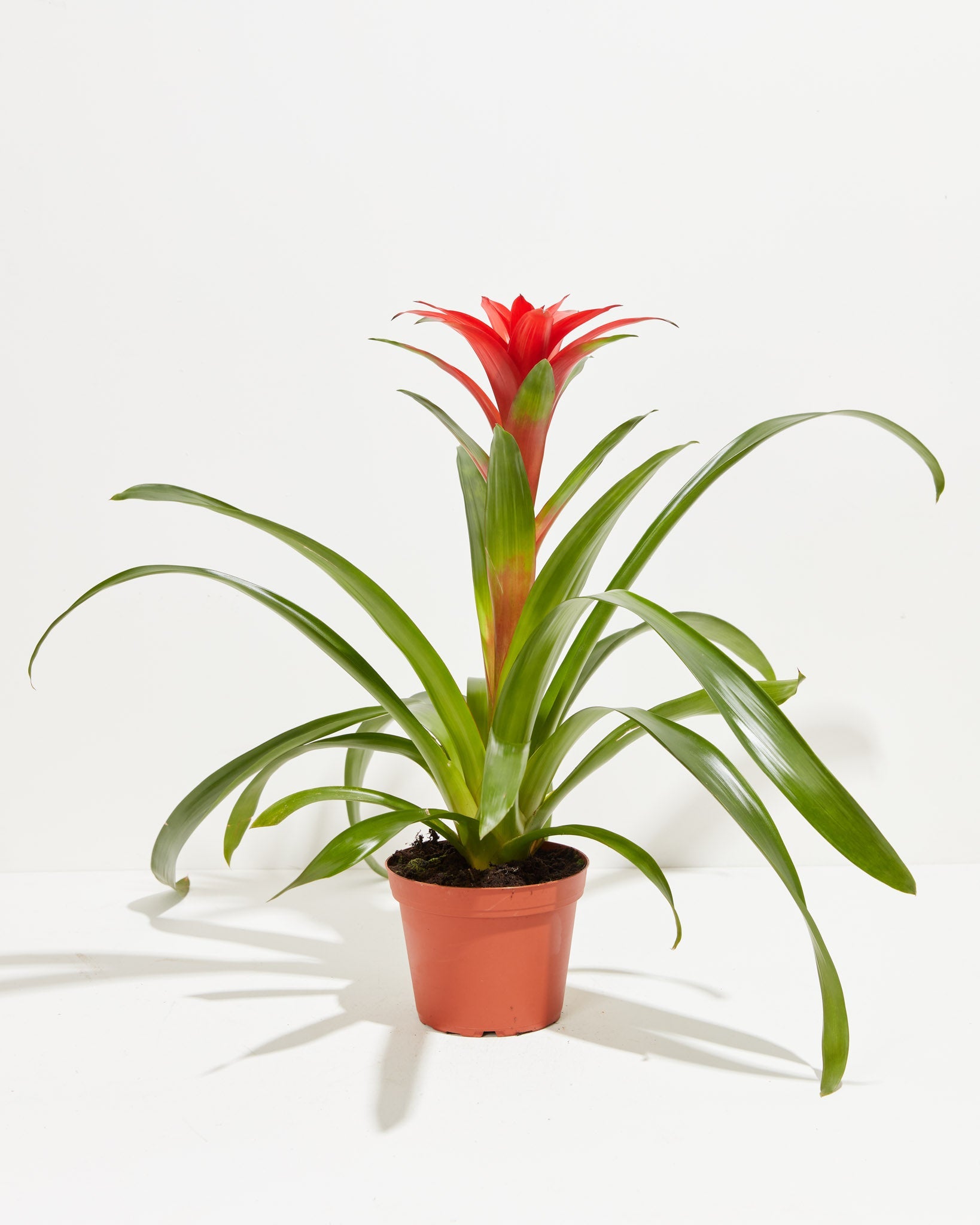 Tropical Delight Guzmania Bromeliad, Lively Root, Plant, Size, Medium, , 