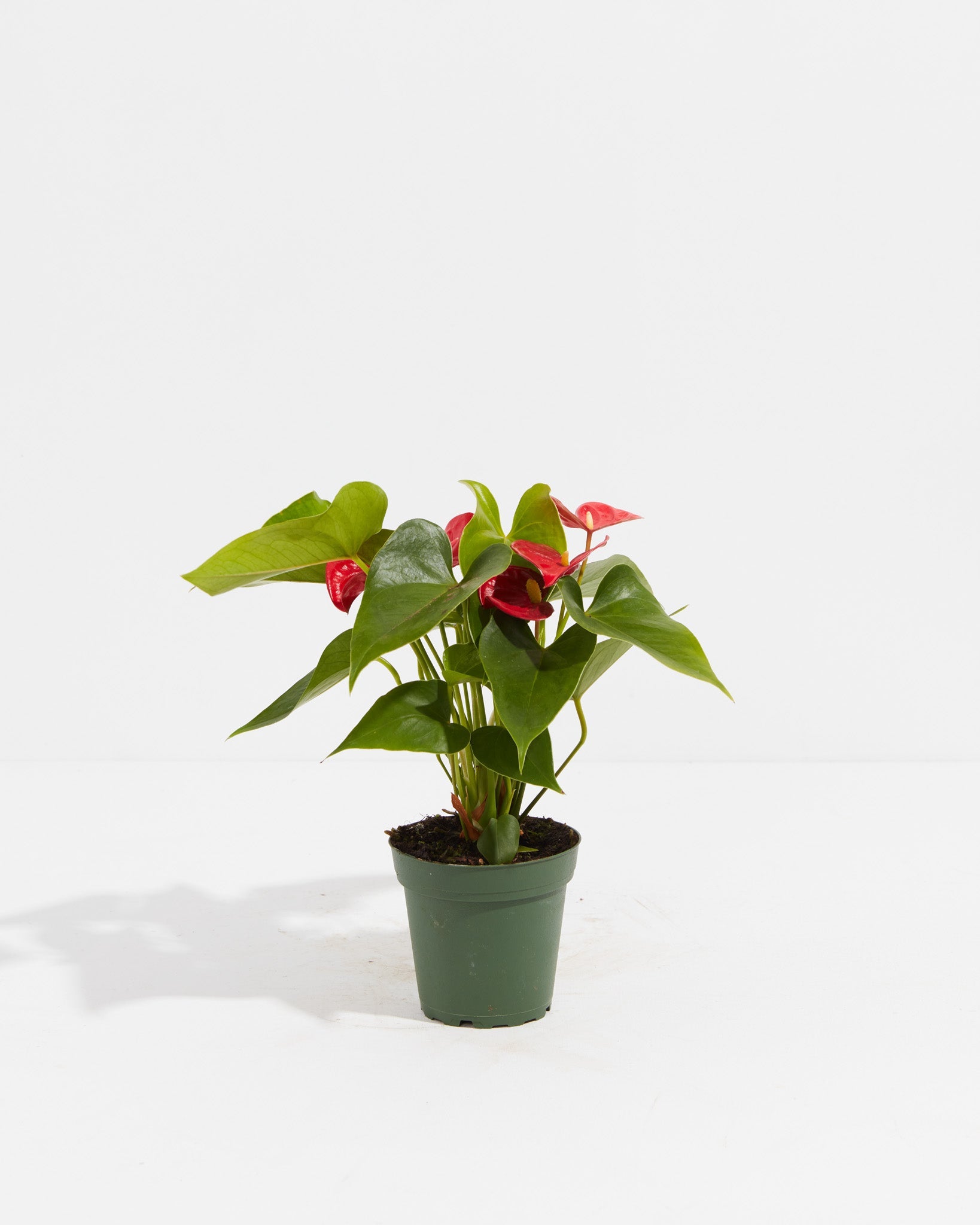 Flamingo Flower, Lively Root, Plant, Size, Small, , 