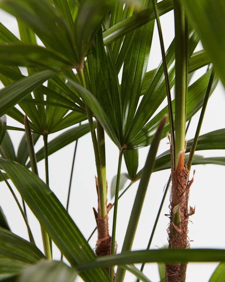 Extra Large Lady Palm in Basket