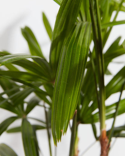 Extra Large Lady Palm in Basket