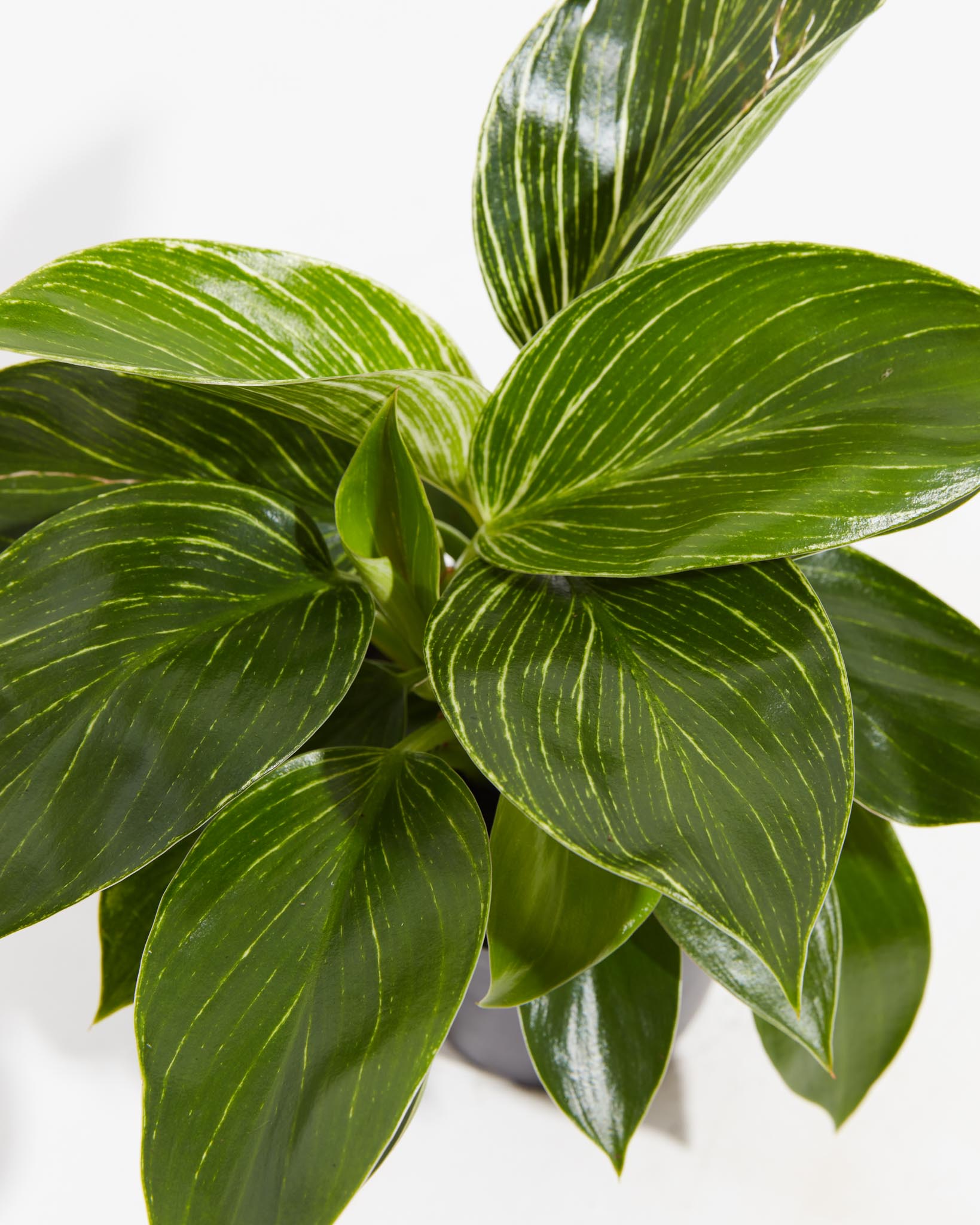 Philodendron Birkin, Lively Root, Plant, , , , 