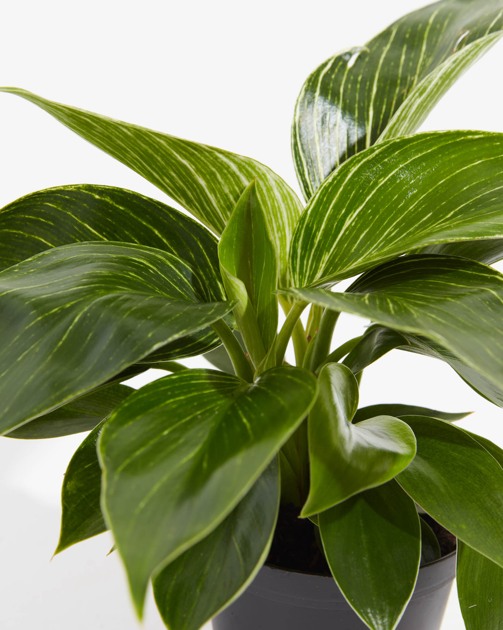 Philodendron Birkin, Lively Root, Plant, , , , 