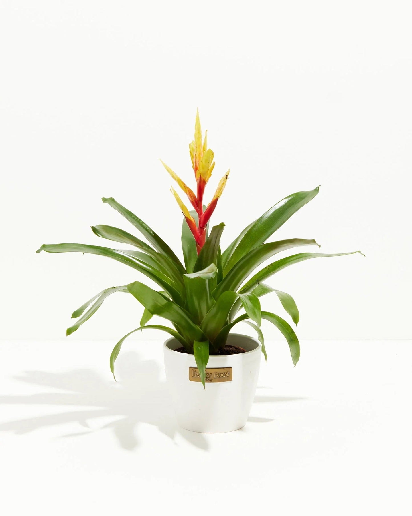 Small Evita Vriesea Bromeliad in Coconut Eco Pot