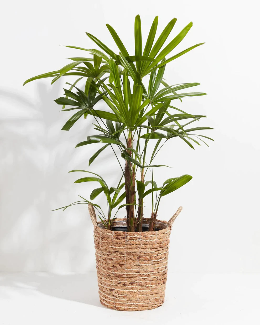 Extra Large Lady Palm in Basket