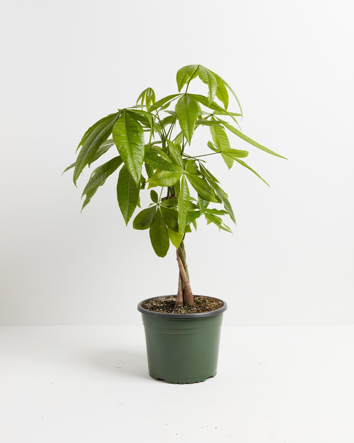 Money Tree, Lively Root, Plant, Size, Large, , 