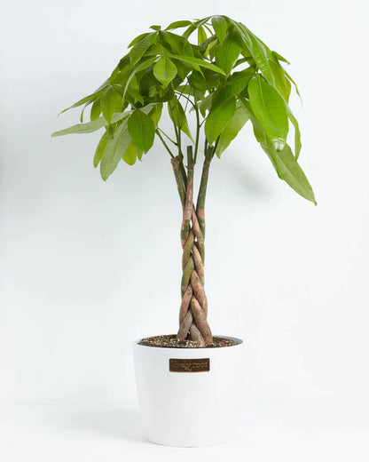 Extra Large Money Tree in Coconut Eco Pot