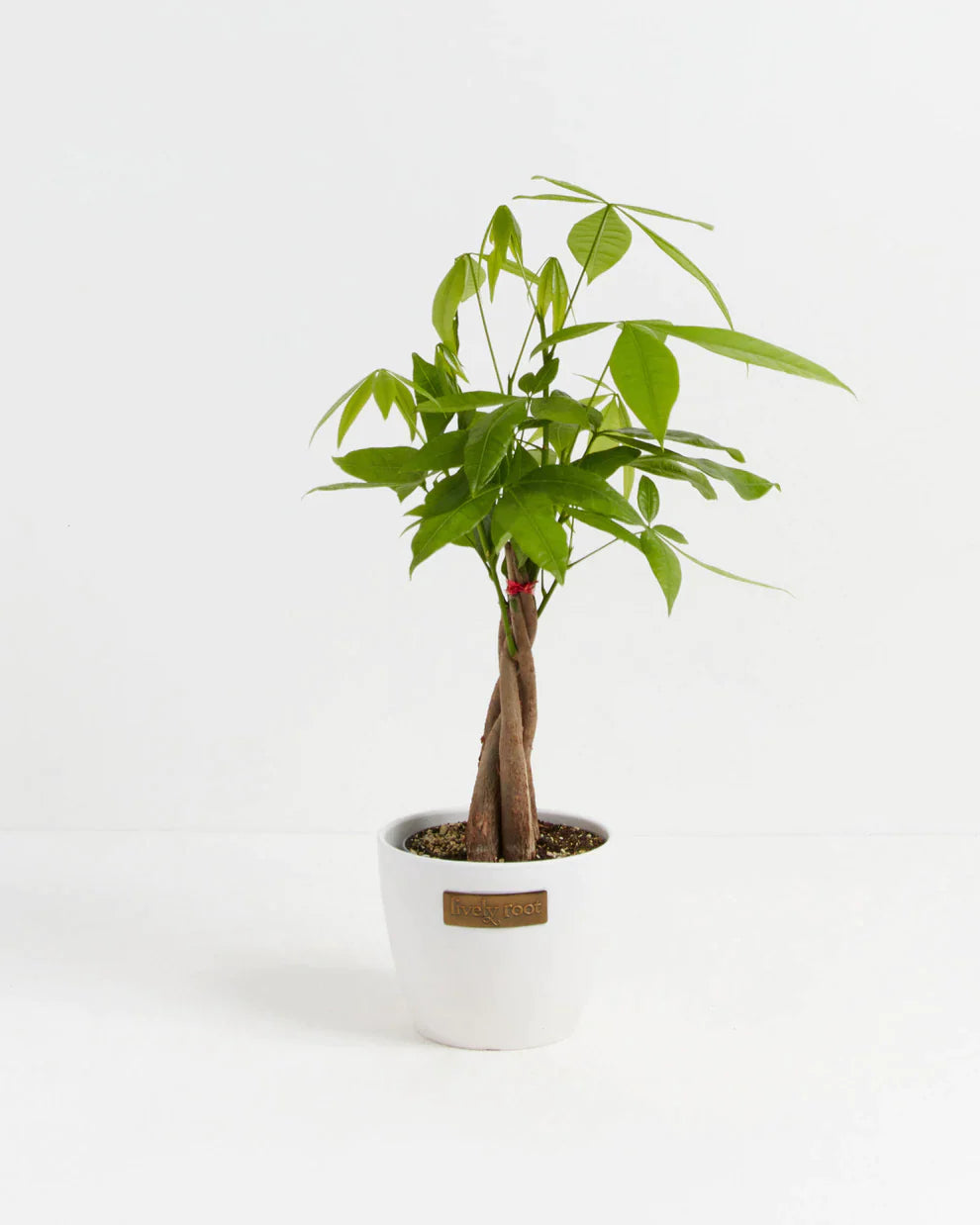 Small Money Tree in Coconut Eco Pot