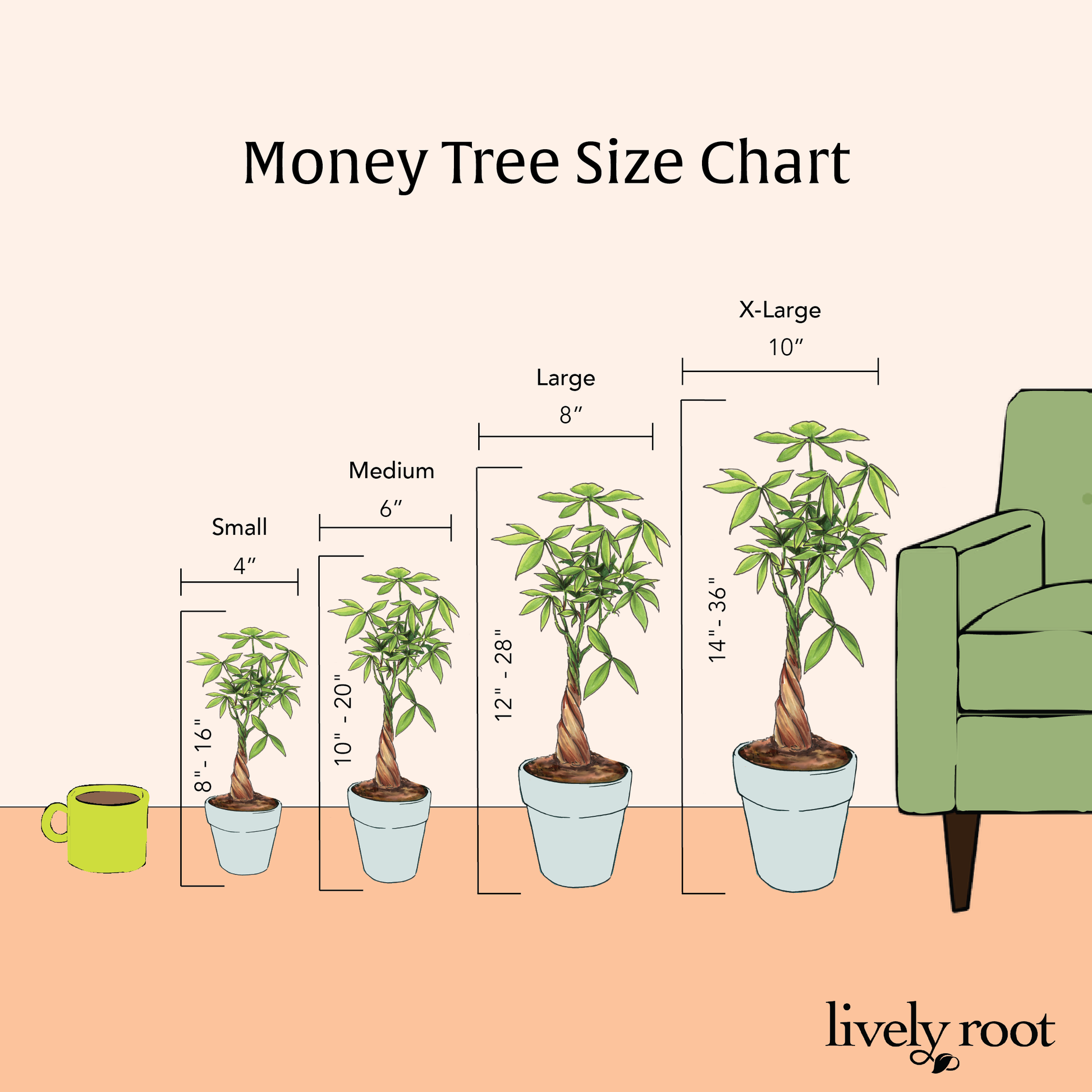 Medium Money Tree in Coconut Eco Pot – Treecard Plants
