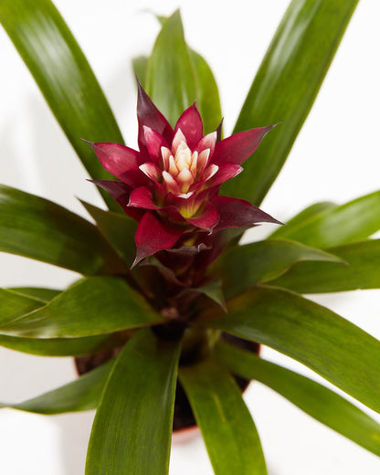 Tropical Delight Guzmania Bromeliad, Lively Root, Plant, , , , 