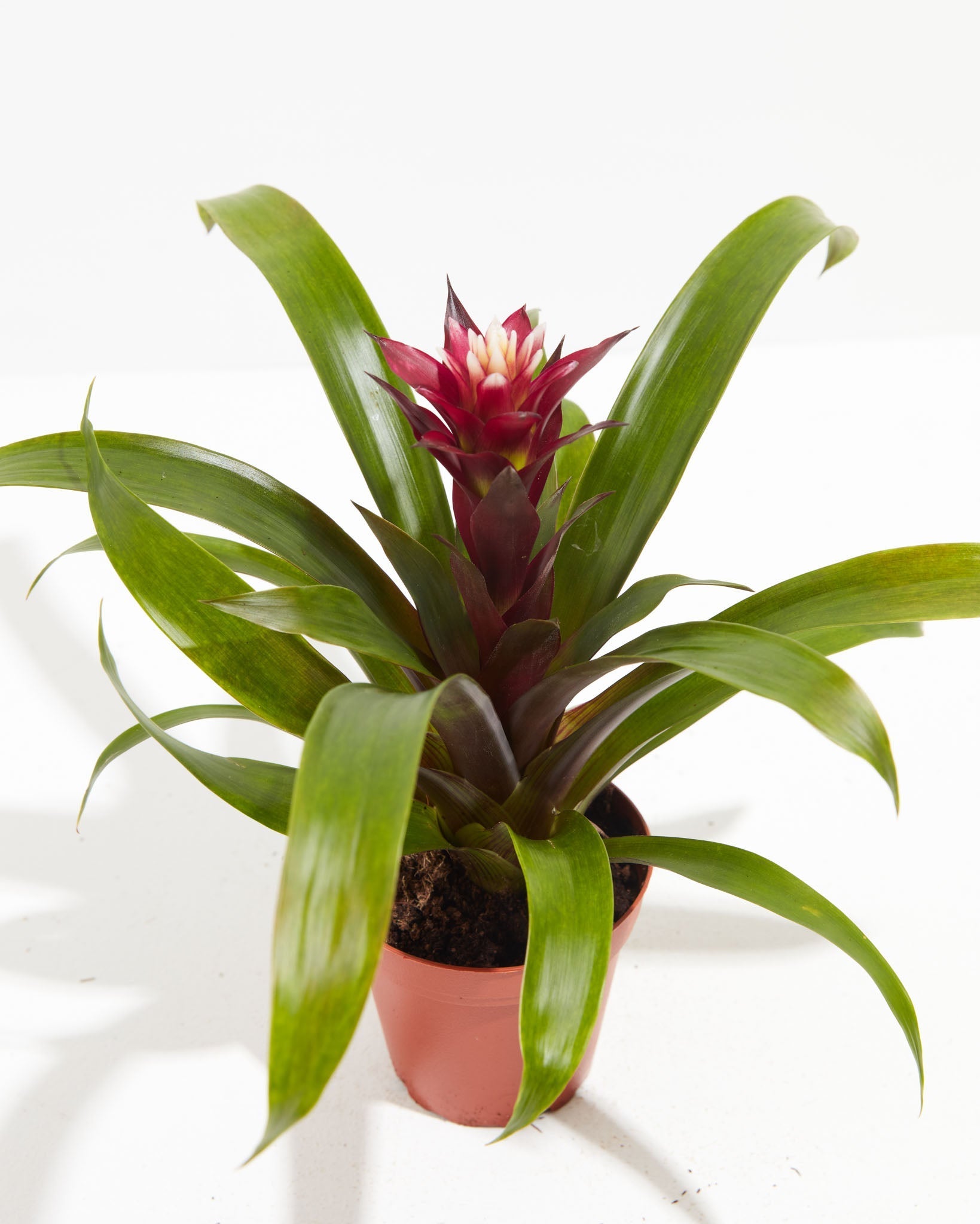 Tropical Delight Guzmania Bromeliad, Lively Root, Plant, , , , 
