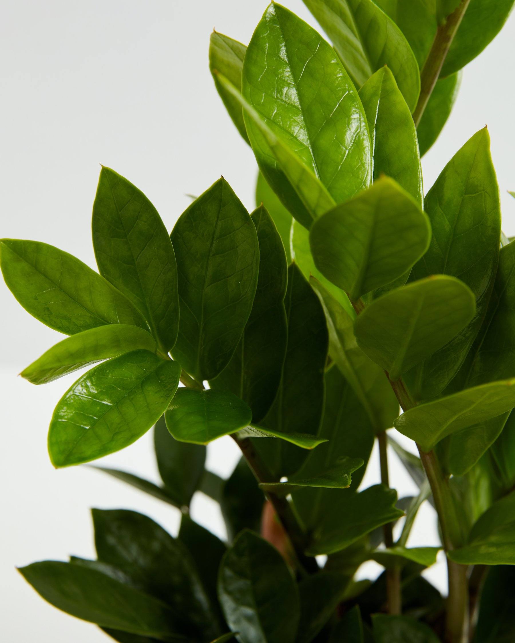 Plant - ZZ Plant Detail
