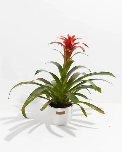 Medium Tropical Delight Guzmania Bromeliad in Coconut Eco Pot