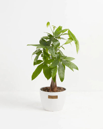 Medium Money Tree in Coconut Eco Pot