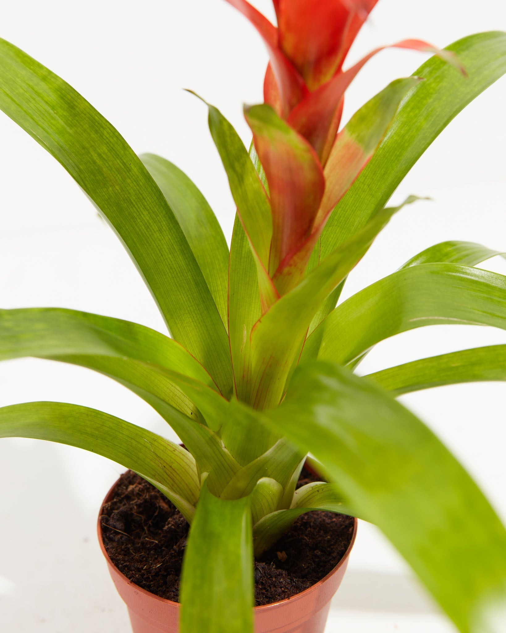 Tropical Delight Guzmania Bromeliad, Lively Root, Plant, , , , 