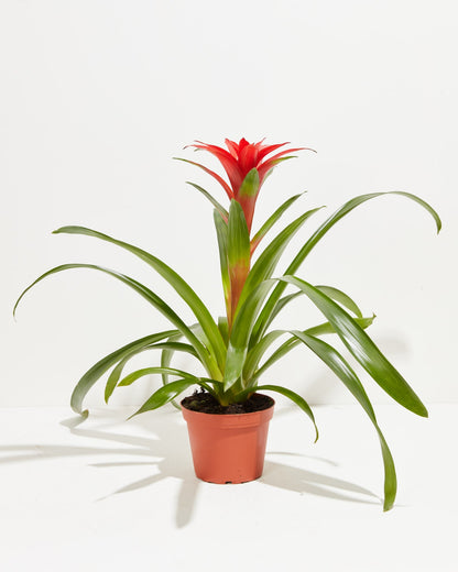Tropical Delight Guzmania Bromeliad, Lively Root, Plant, Size, Medium, , 