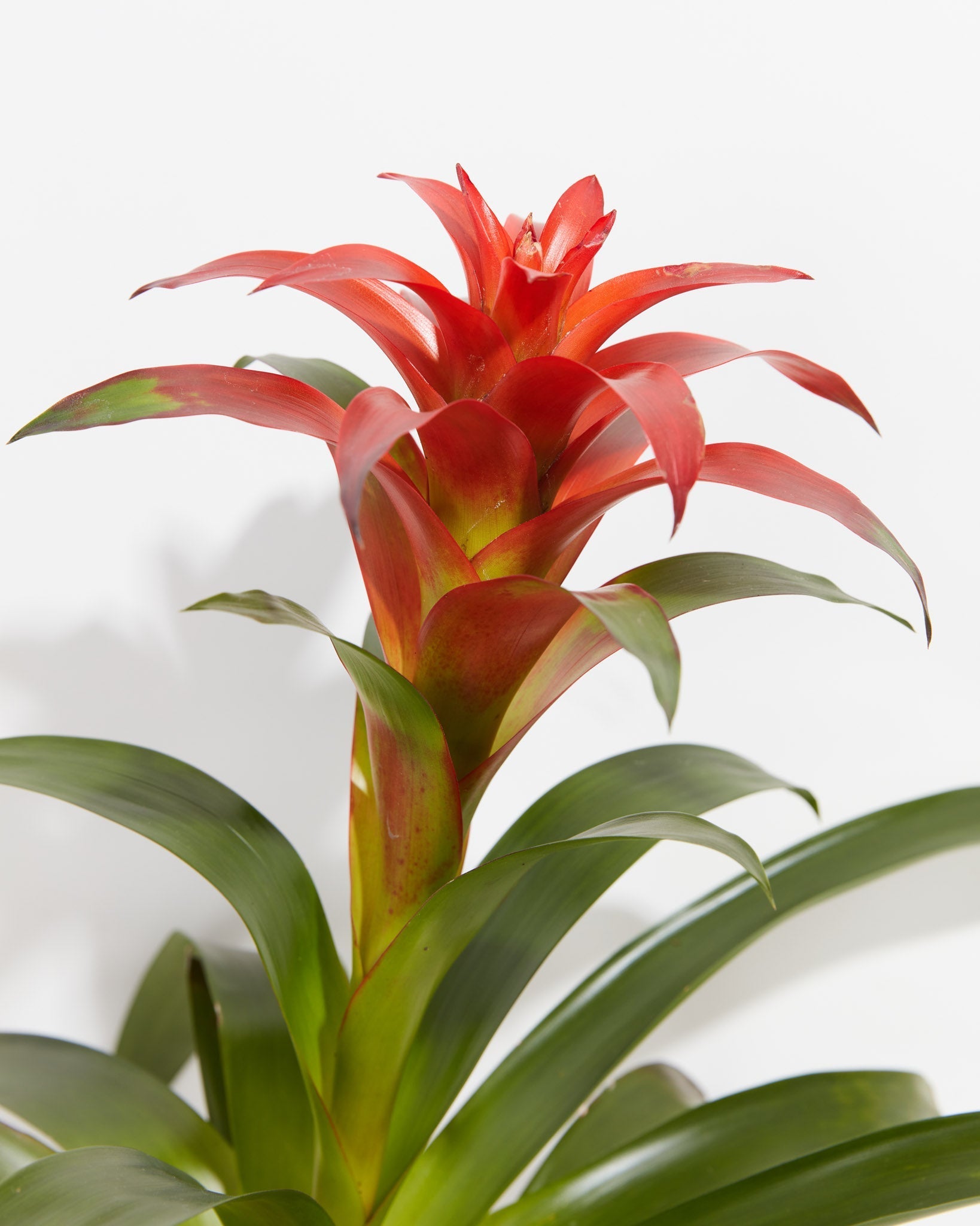 Tropical Delight Guzmania Bromeliad, Lively Root, Plant, , , , 