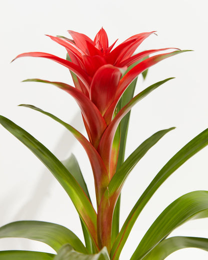 Tropical Delight Guzmania Bromeliad, Lively Root, Plant, , , , 