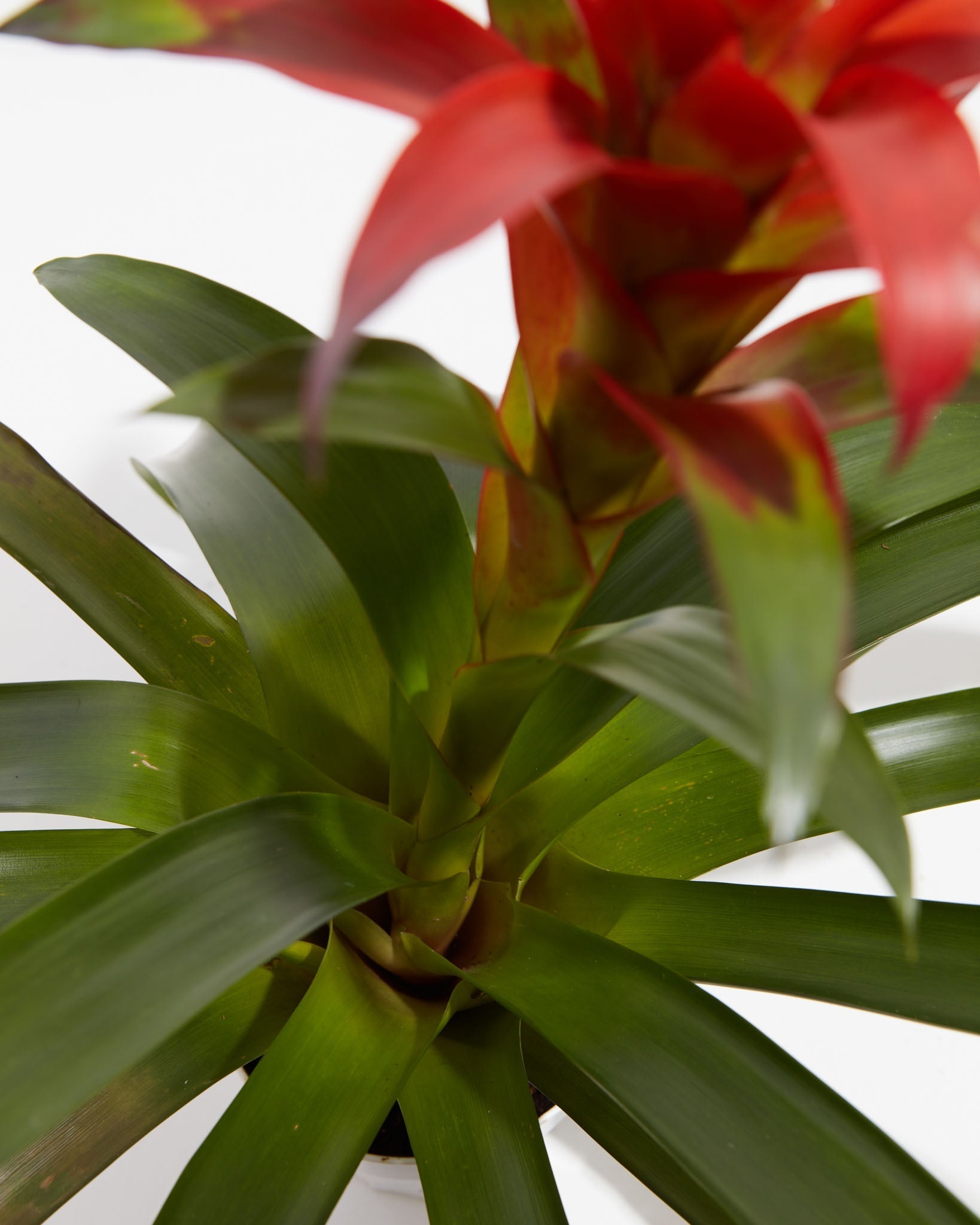Tropical Delight Guzmania Bromeliad, Lively Root, Plant, , , , 