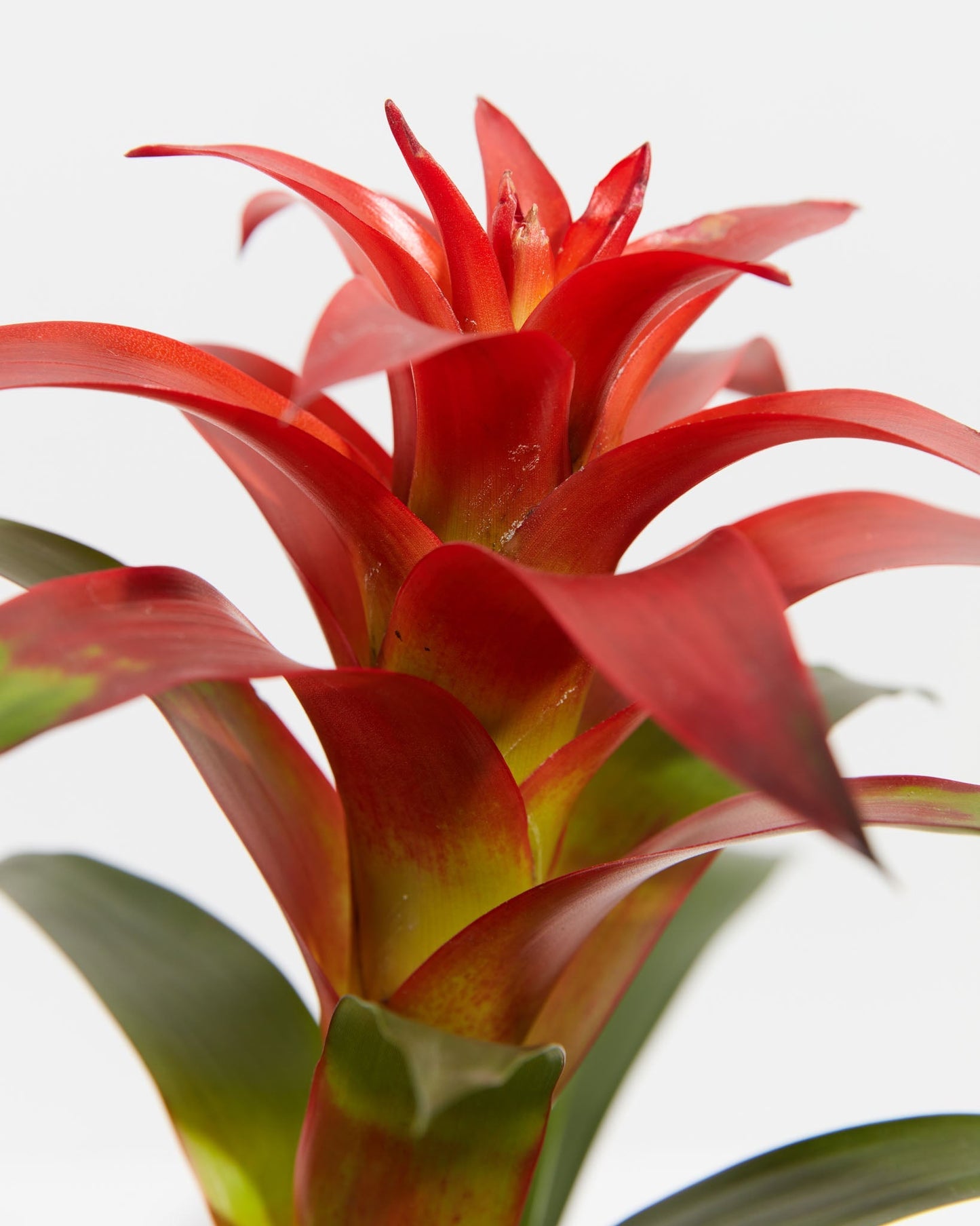 Tropical Delight Guzmania Bromeliad, Lively Root, Plant, , , , 