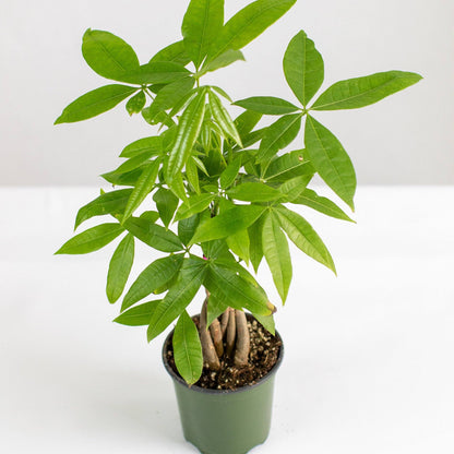 Money Tree, Lively Root, Plant, , , , 