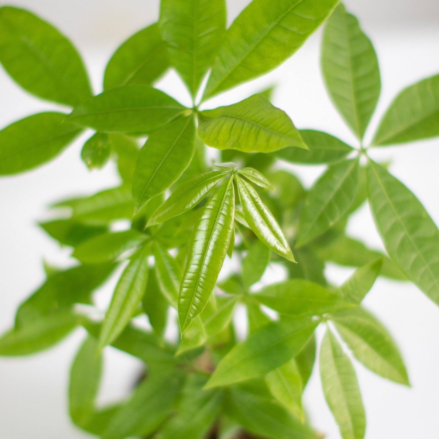 Money Tree, Lively Root, Plant, , , , 
