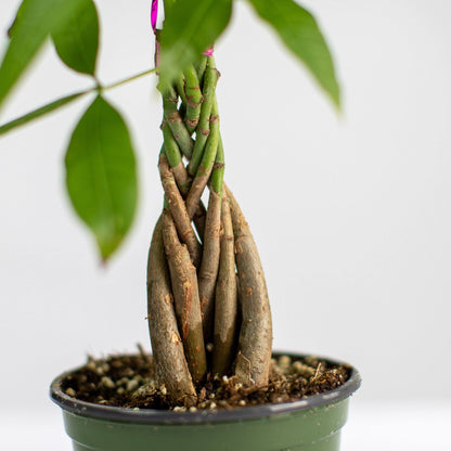 Money Tree, Lively Root, Plant, , , , 
