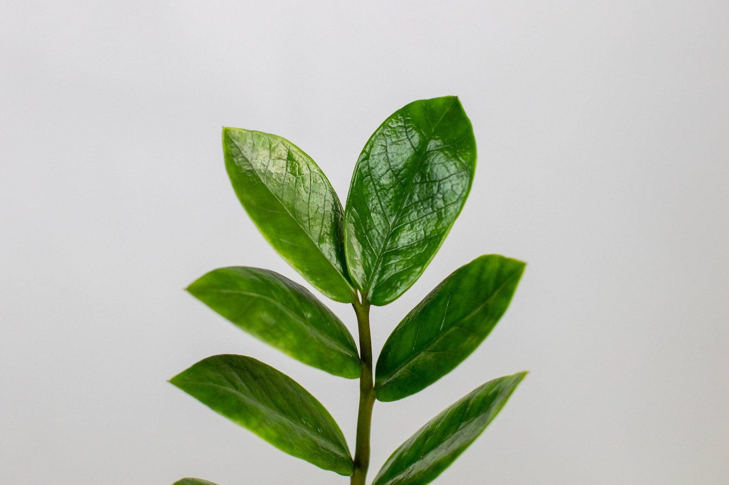 Plant - ZZ Plant Detail