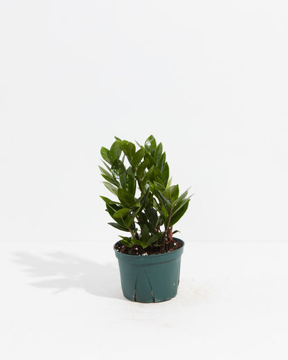 Medium ZZ Plant in Coconut Eco Pot