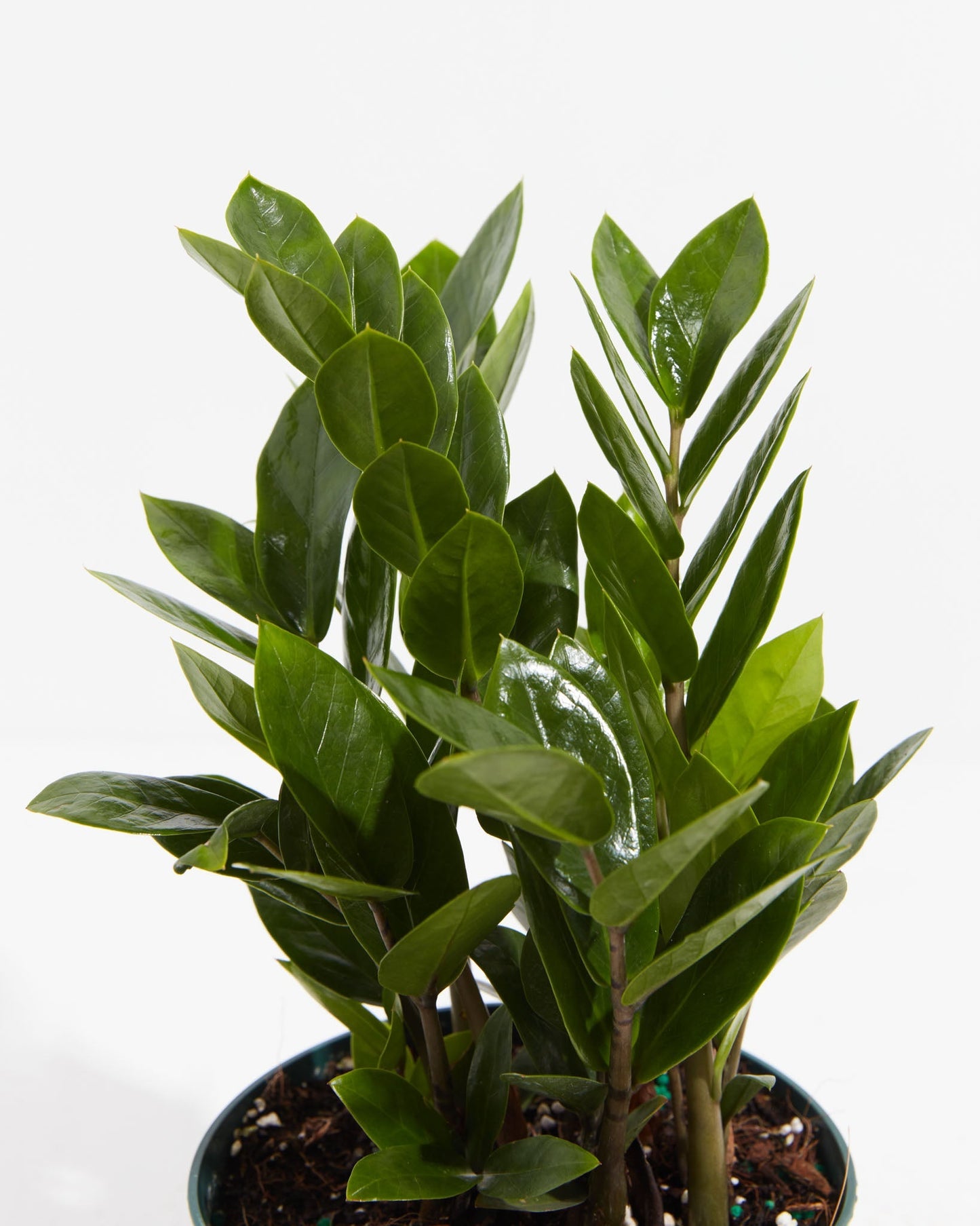 Small ZZ Plant in Coconut Eco Pot