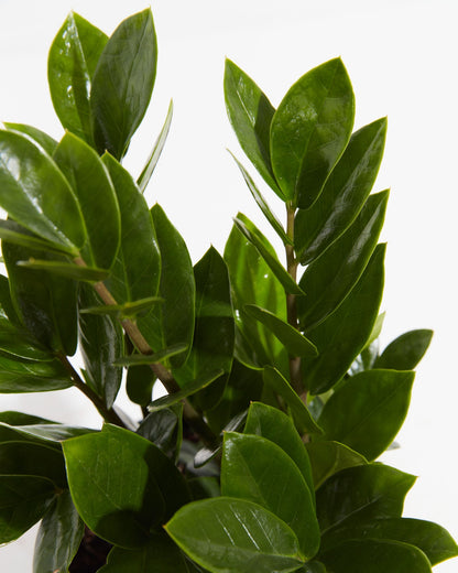 Small ZZ Plant in Coconut Eco Pot